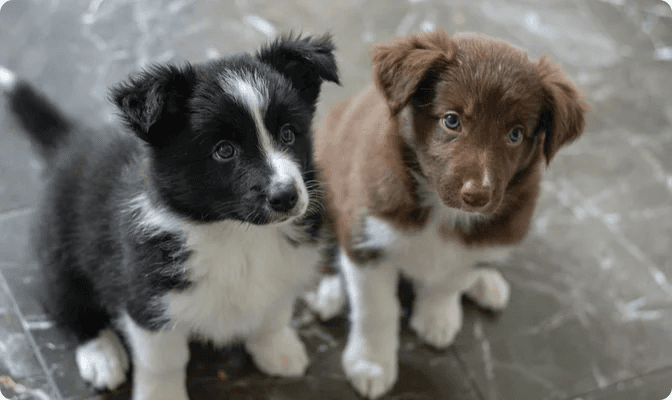 Cute puppy at Forever Love Puppies