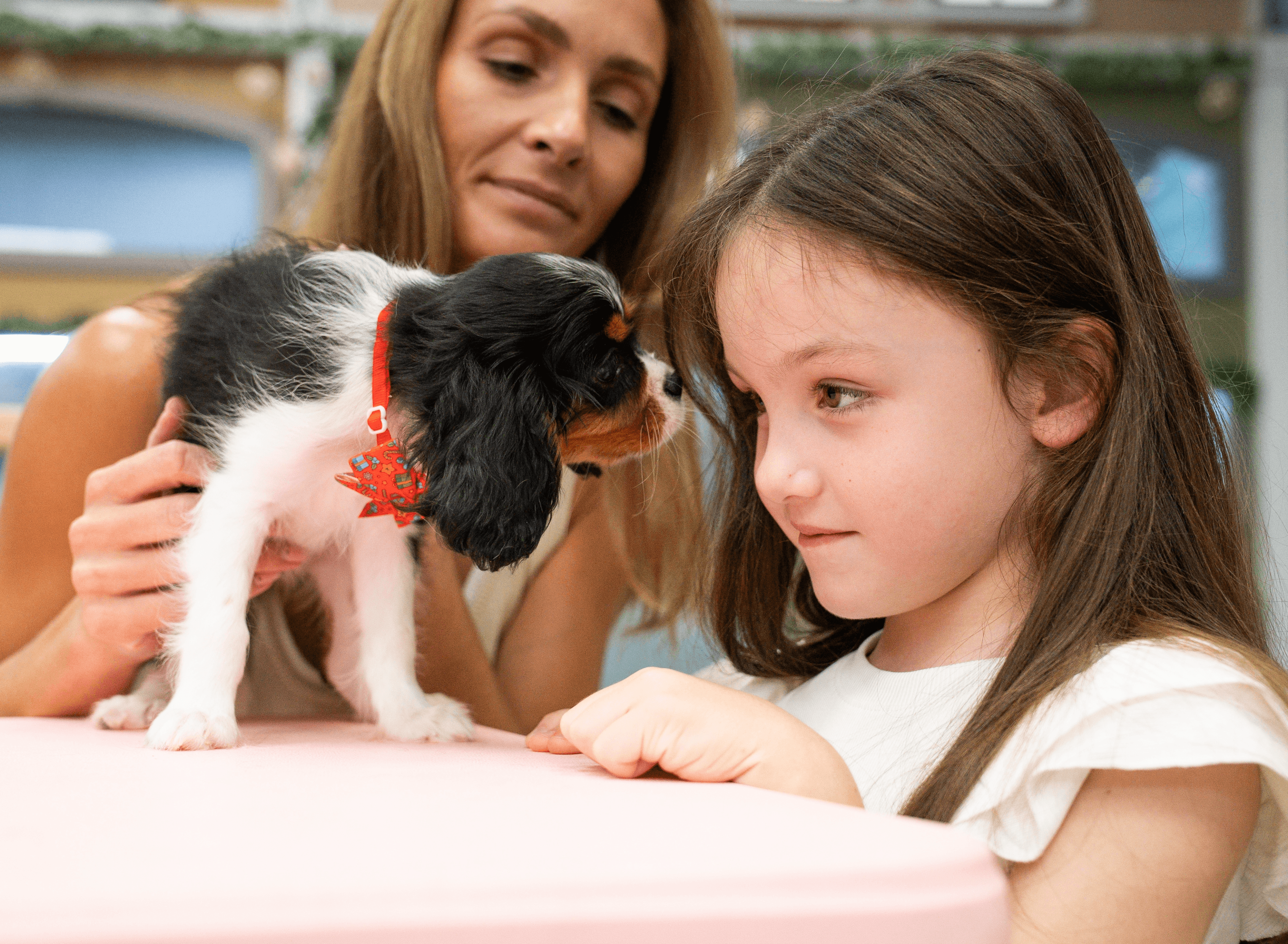 Forever Love Puppies store interior