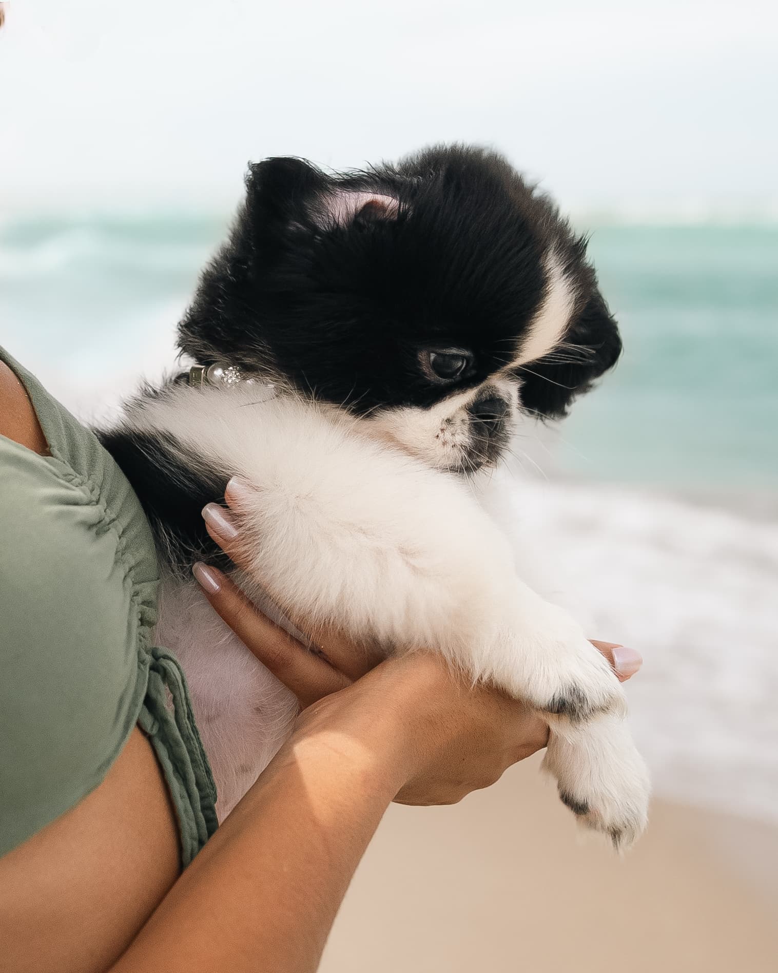 Choosing the right puppy guide