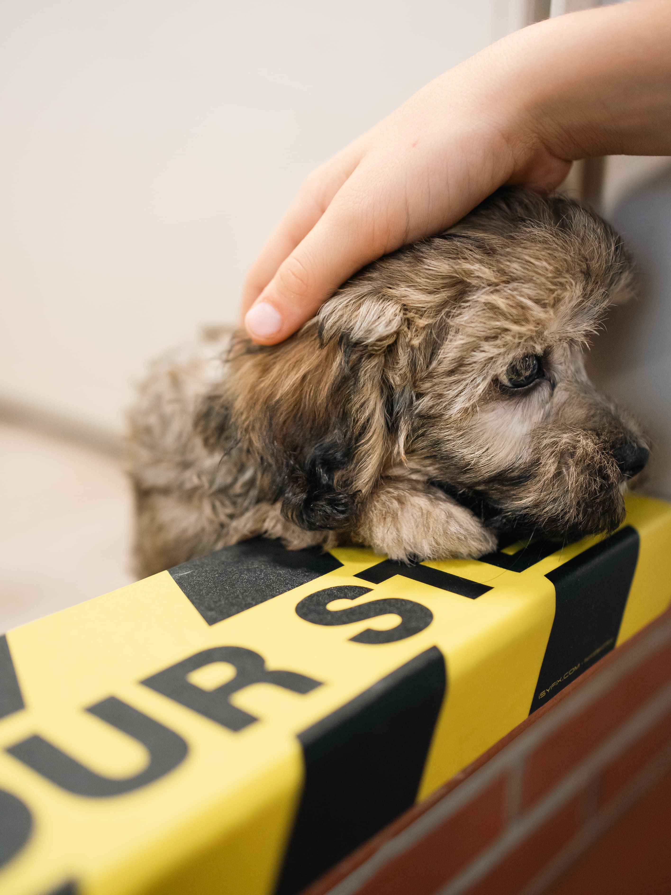 Puppy training tips guide