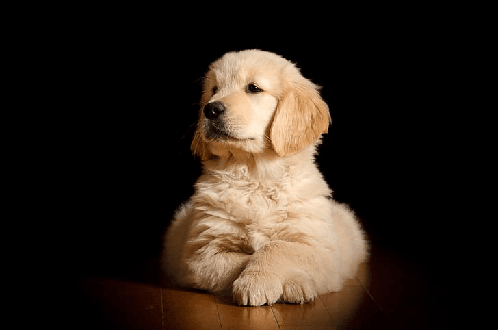 Adorable puppies - Knowledge Center