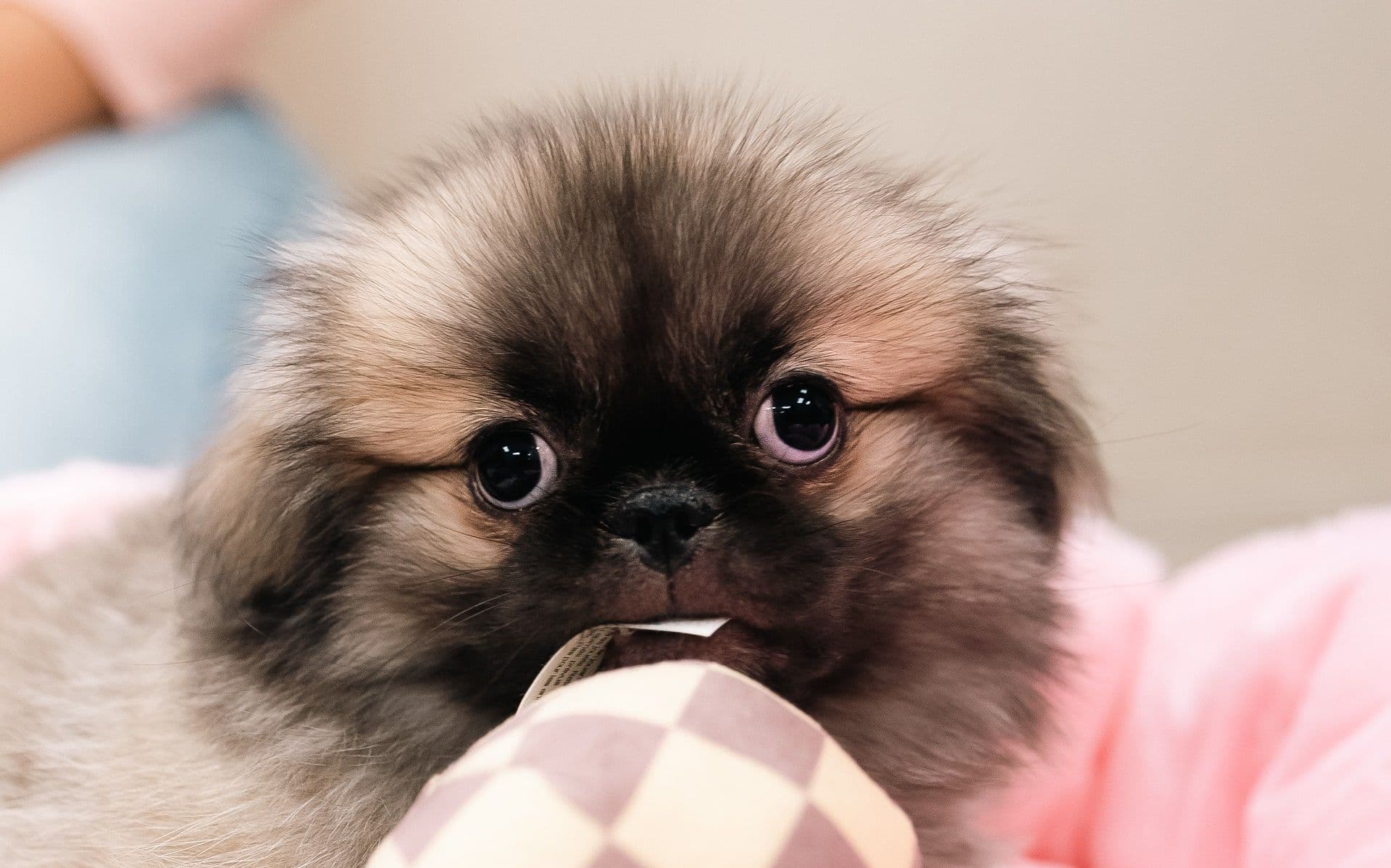 Purebred breeds - slide 1